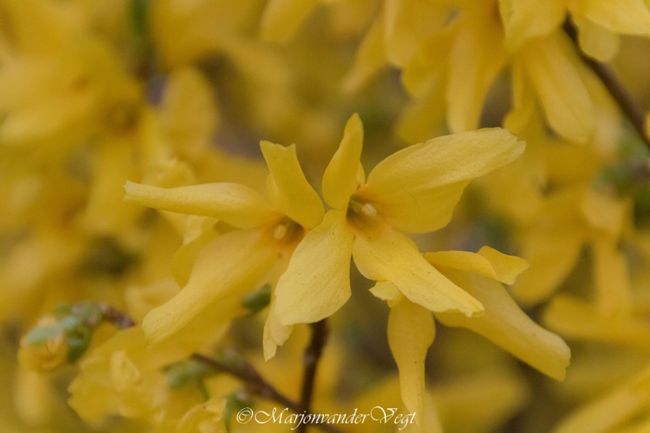 Chinees klokje - Planten - Forsythia