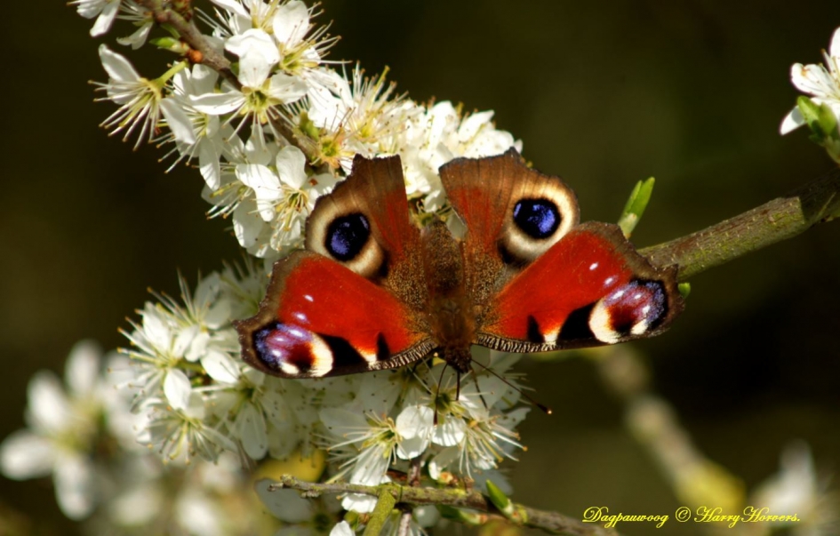 Dagpauwoog - Geleedpotigen - Dagpauwoog