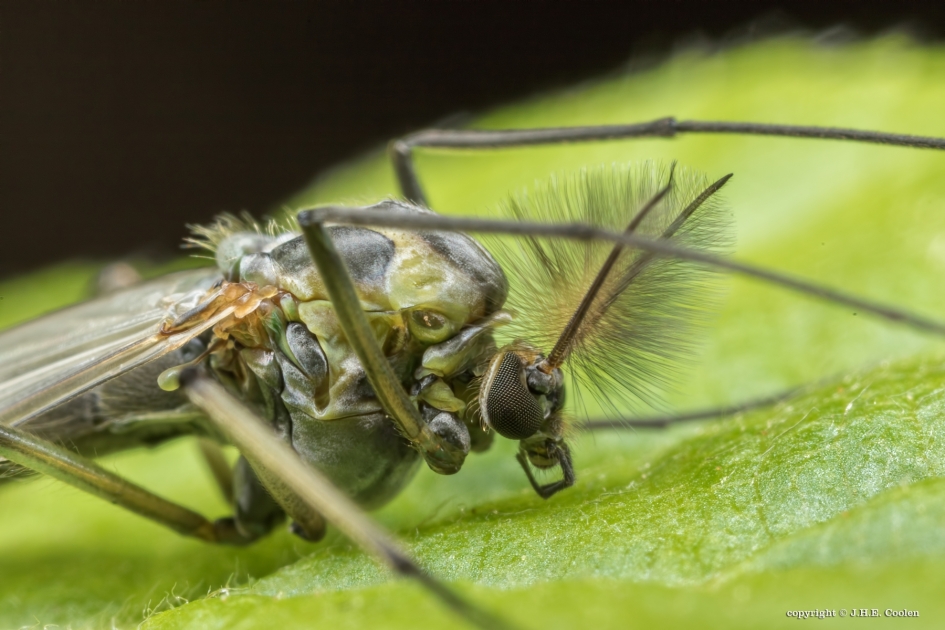 Dansmug - Schimmels - Dansmug/vedermug