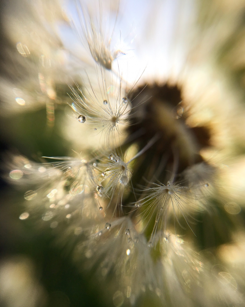 Dauwdruppels - Planten - 