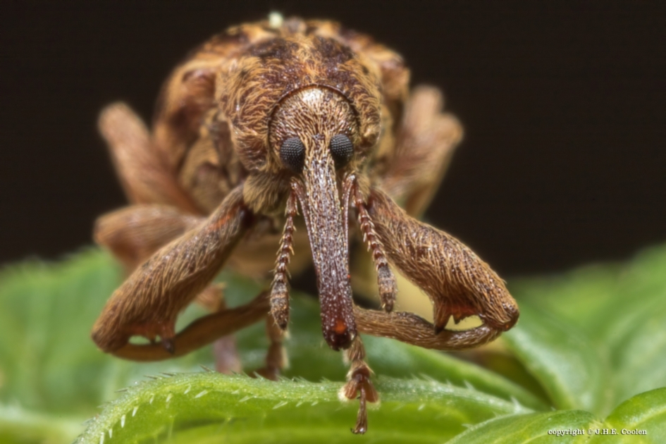 De gewone populierensnuitkever - Geleedpotigen - De gewone populierensnuitkever