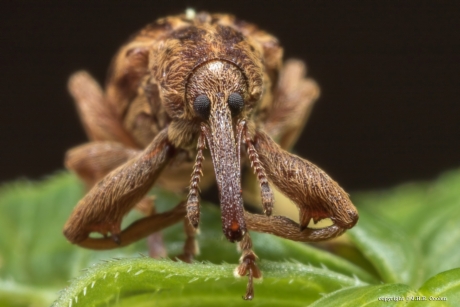 De gewone populierensnuitkever