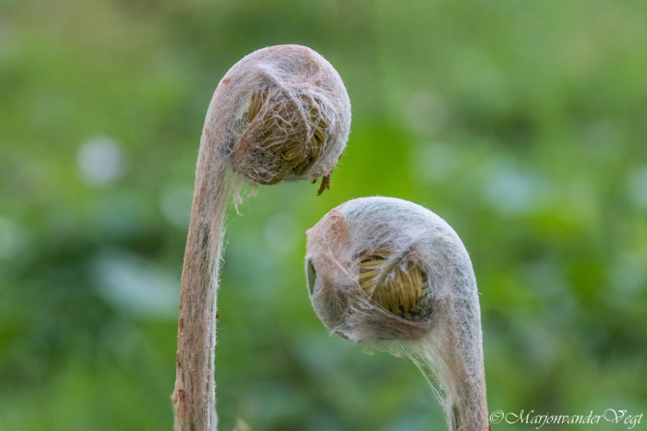 De koning ontvouwt zich - Planten - Koningsvaren