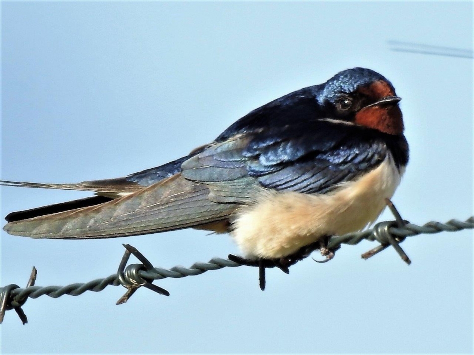 De zomer komt echt wel - Vogels - Boeren zwaluw