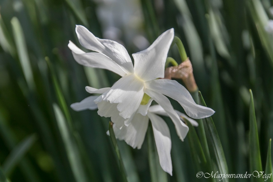 Dichtersnarcis - Planten - Dichtersnarcis