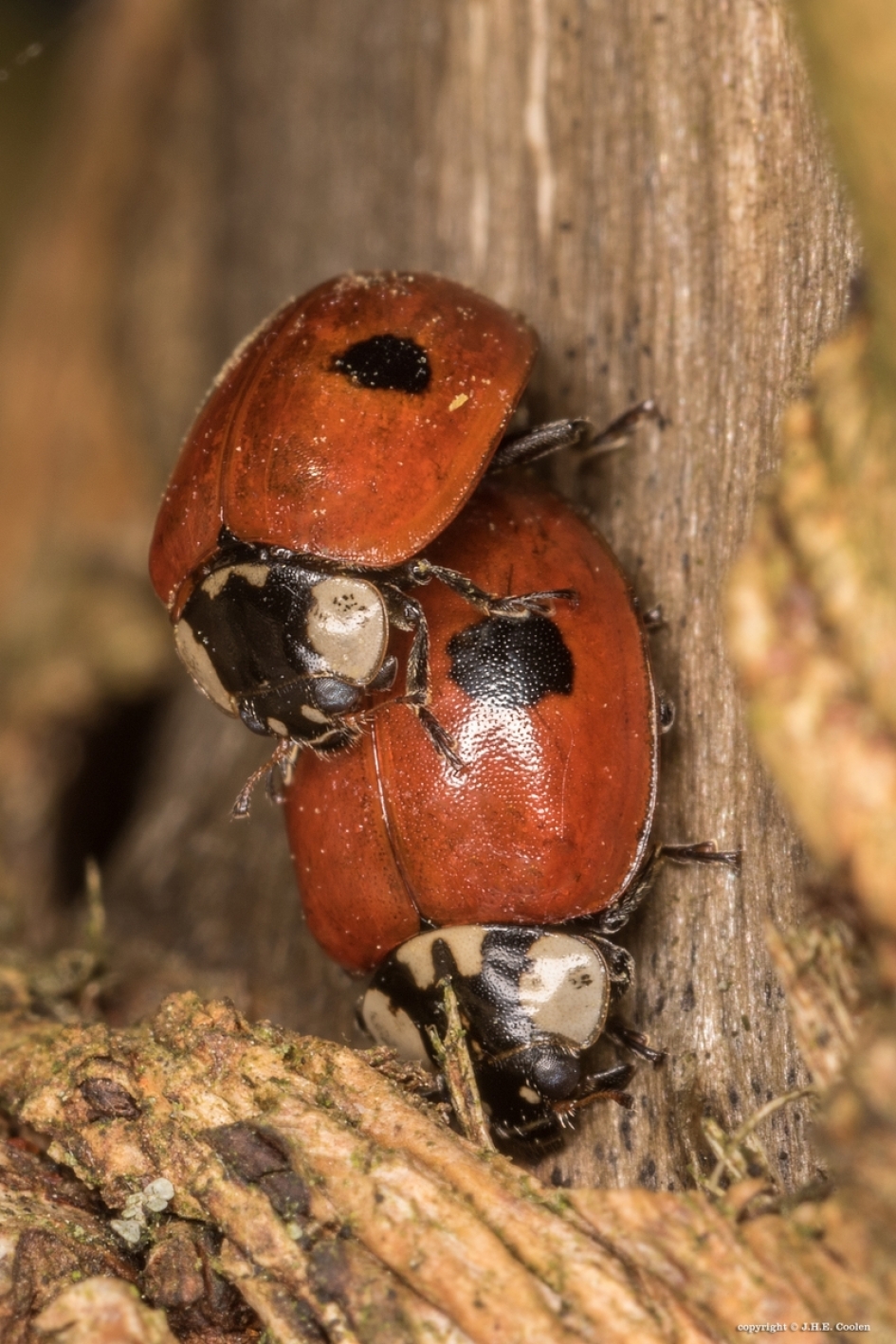 Doorgaan.... - Geleedpotigen - LHB