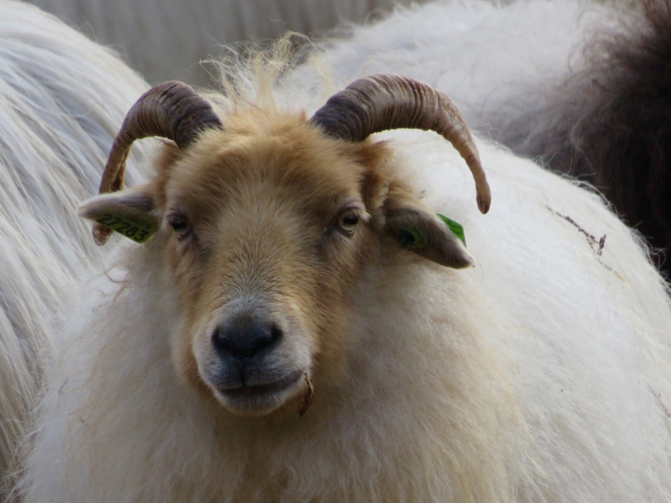 Drenths heideschaap Solleveld - Zoogdieren - Drenths heideschaap