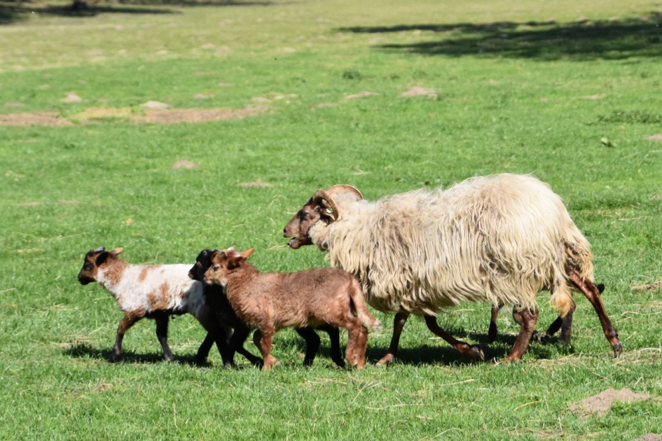 Drents heideschapen - Zoogdieren - 