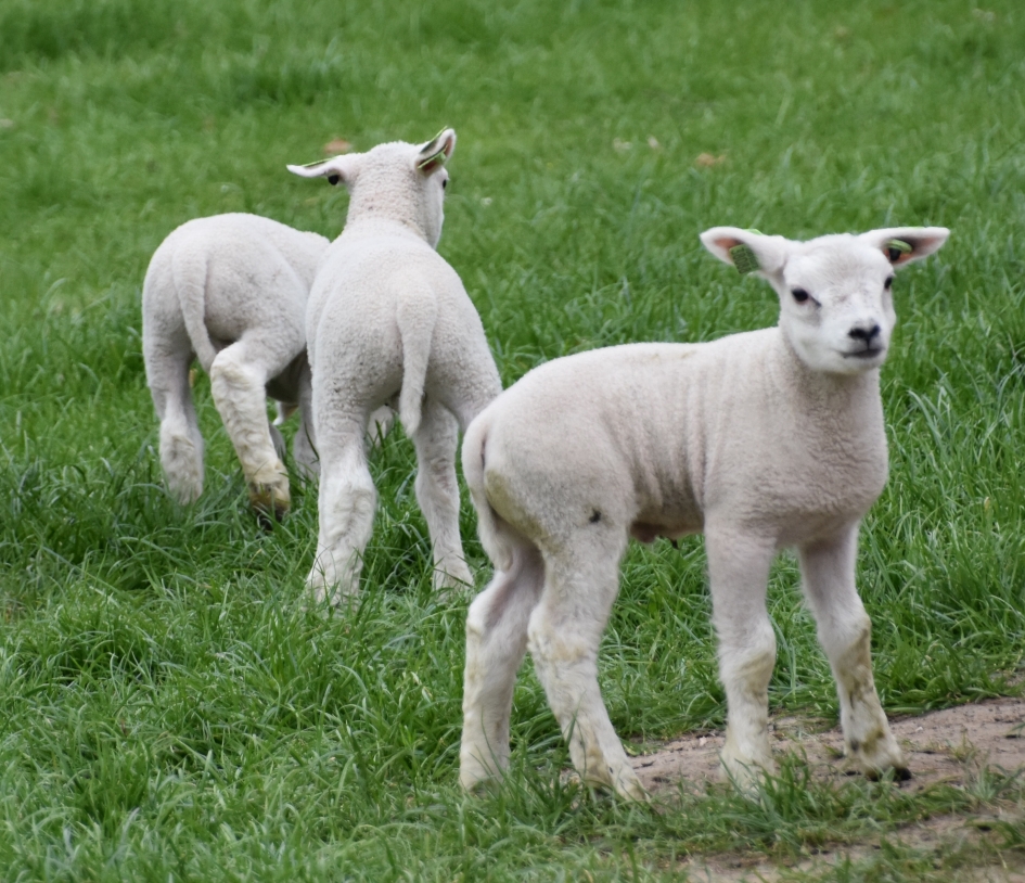 Drieling - Zoogdieren - 