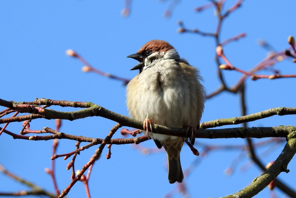 Druktemaker - Vogels - Ringmus