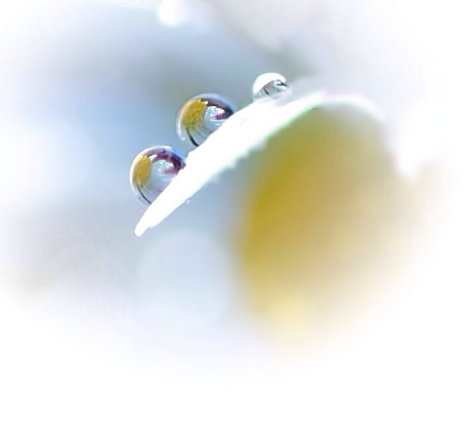 Druppels met print - Weer en landschap - Madeliefje