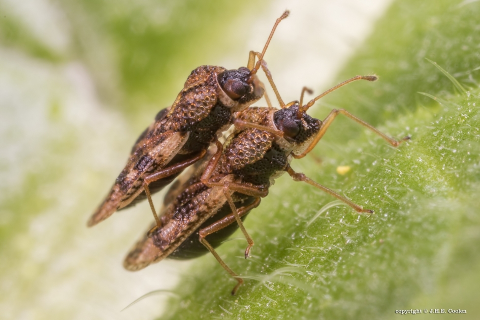 Dubbel - Geleedpotigen - Netwants