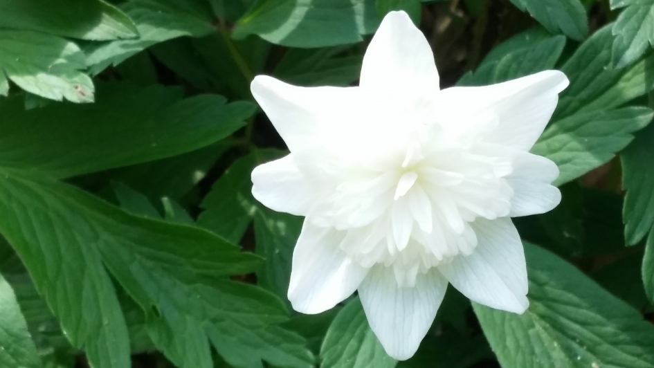 Dubbele Anemoon - Planten - Dubbele Anemoon