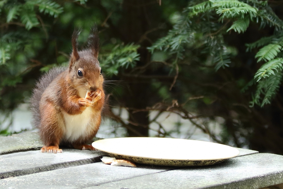 eekhoorn - Zoogdieren - 