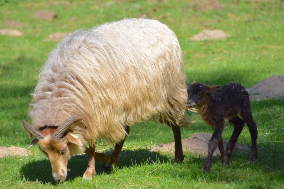 Een dag oud! - Zoogdieren - 