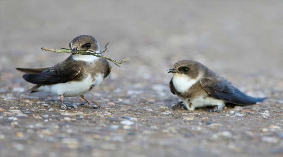 Een paartje Oeverzwaluw - Vogels - Oeverzwaluw