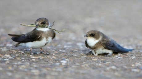 Een paartje Oeverzwaluw