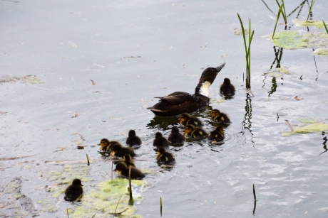 Eend met 14 pulletjes