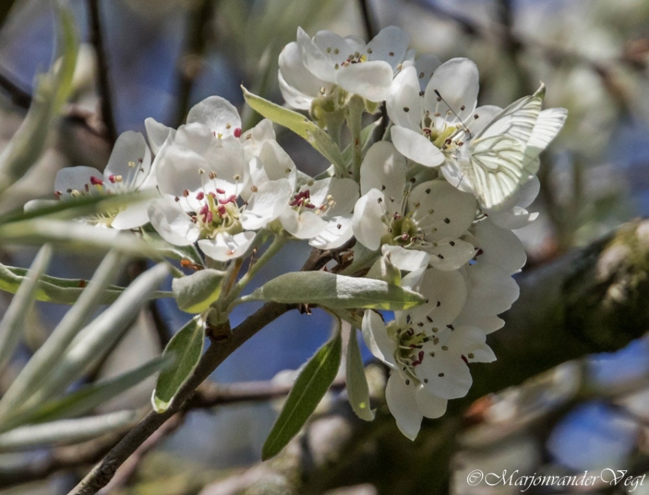 Eerste klein witje - Geleedpotigen - Klein witje
