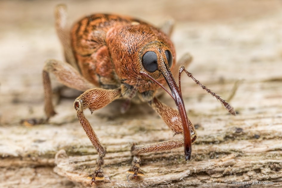 Eikelboorsnuitkever - Geleedpotigen - Eikelboorsnuitkever