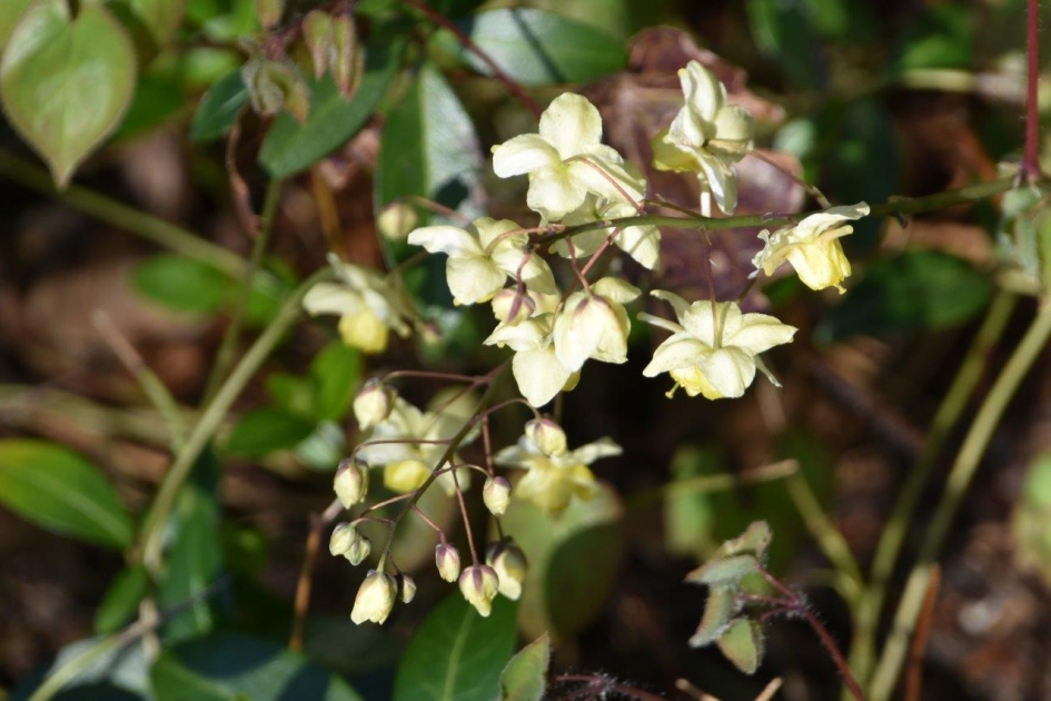 Elfenbloempje - Planten - 
