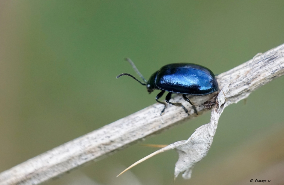 Elzenhaantje - Geleedpotigen - 