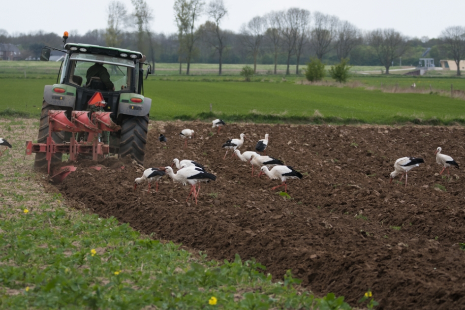 En de boer hij ploegt voort om de 18 ooievaars eten te verschaffen - Vogels - Ooievaar