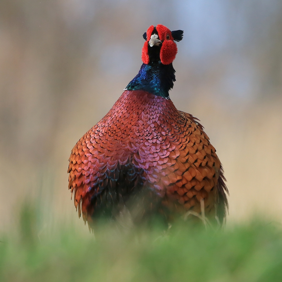 En de haan ... - Vogels - Fazant
