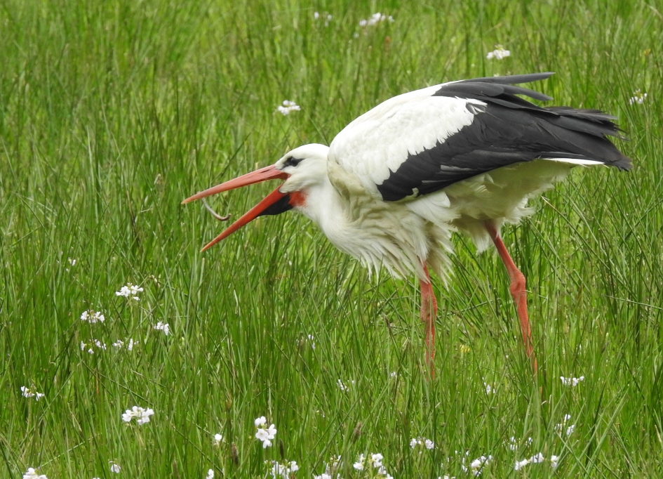 En hoepla...een vette worm! - Vogels - Ooievaar