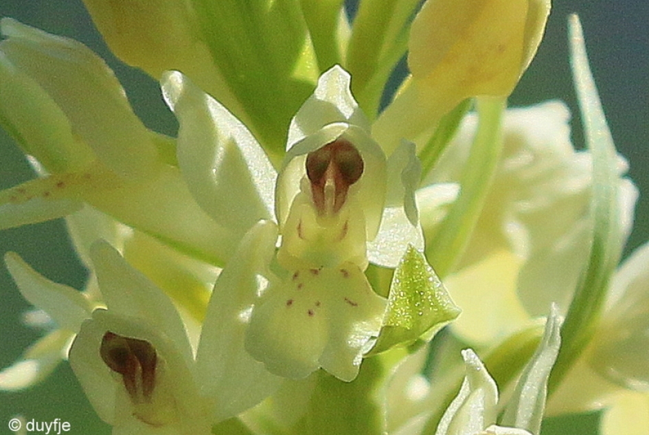 engel - Planten - Vlierorchis