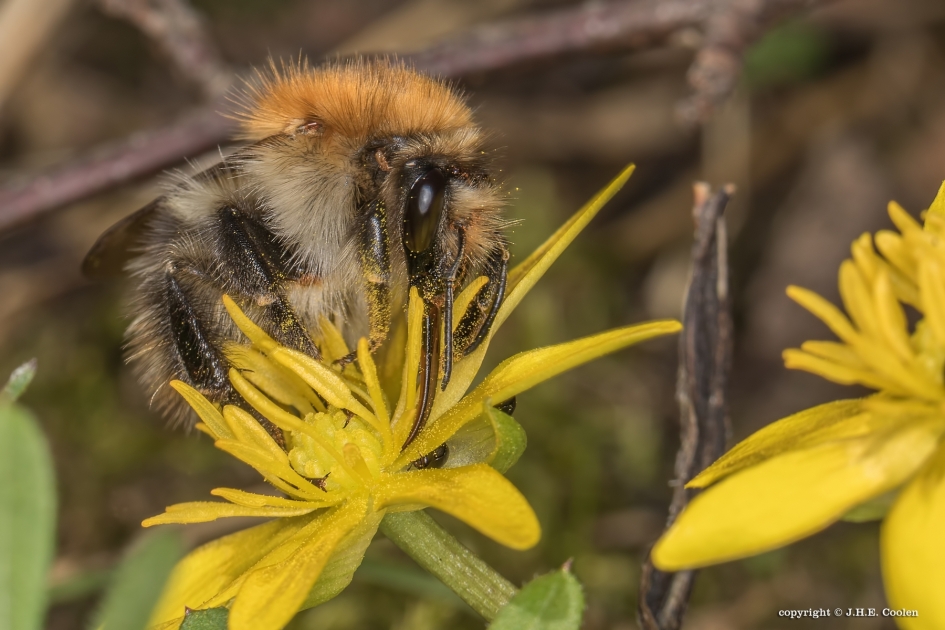 Erbij kunnen - Geleedpotigen - Hommel