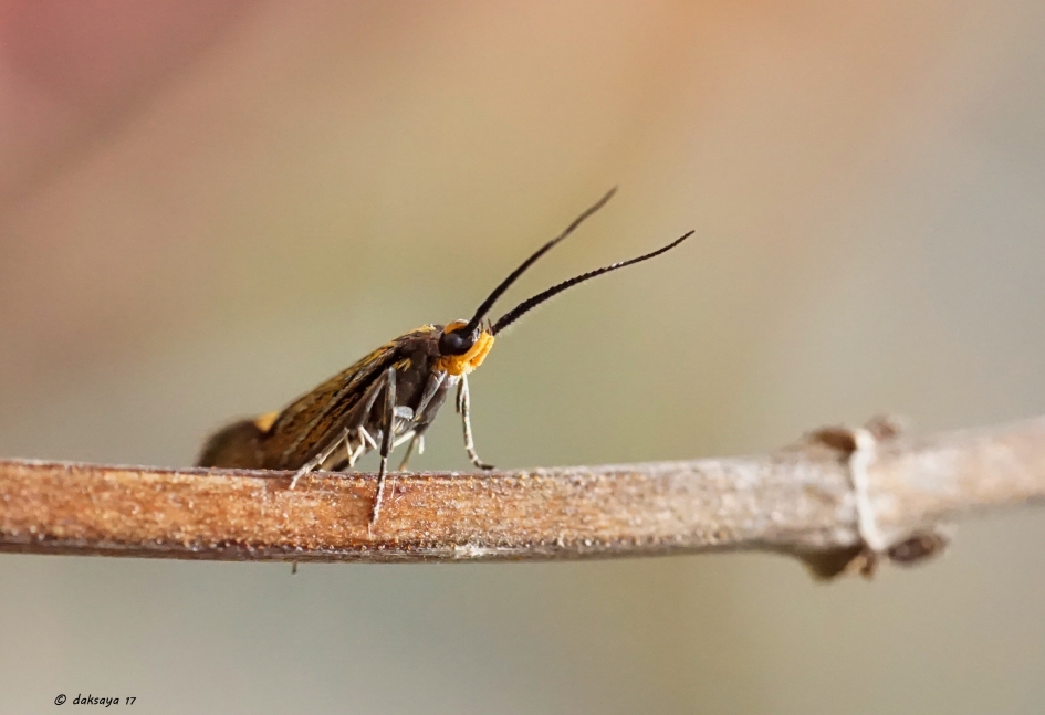 Esperiamot - Geleedpotigen - Esperiamot