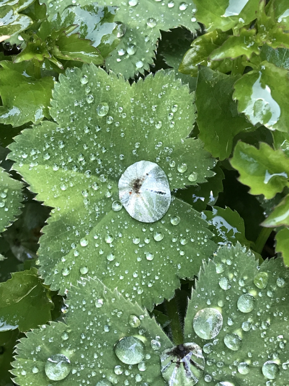 Even een fotopauze - Planten - 