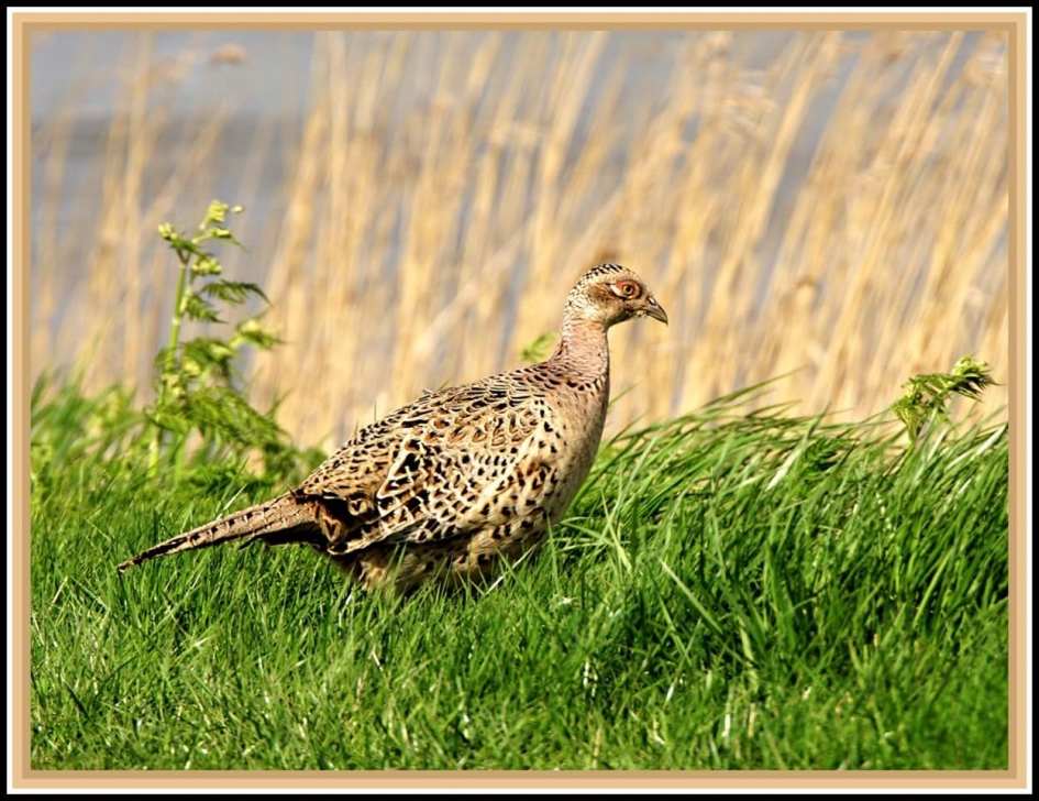 Fazant nu hu - Vogels - 