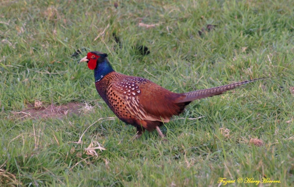 Fazanthaan - Vogels - 