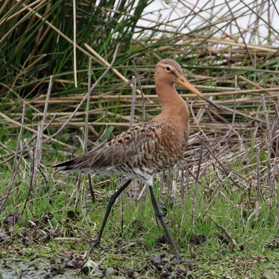 Fiere grutto - Vogels - 