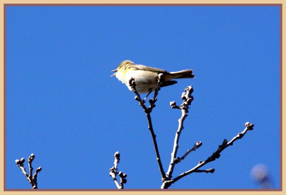 Fitis - Vogels - Fitis