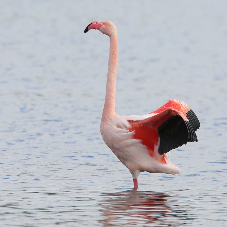 Flamingo - Vogels - Flamingo