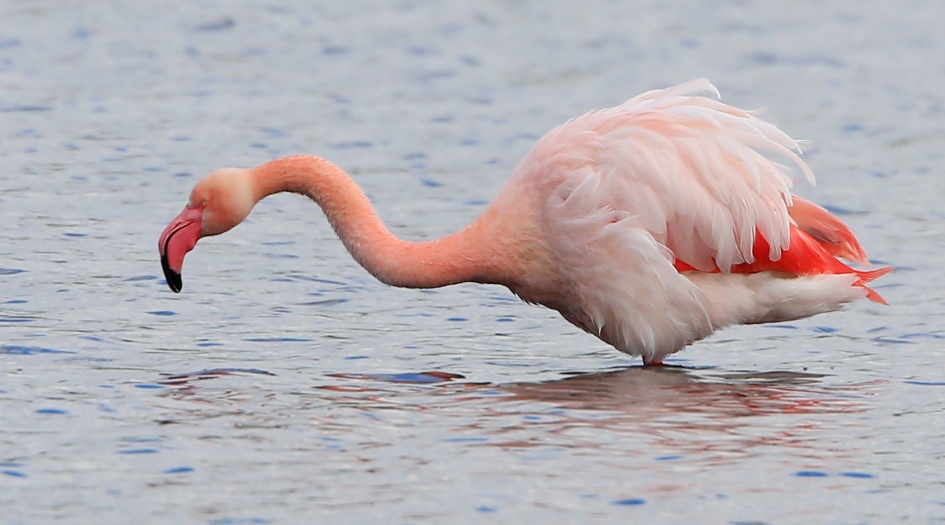 Flamingo  II - Vogels - Flamingo
