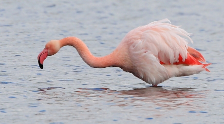 Flamingo  II