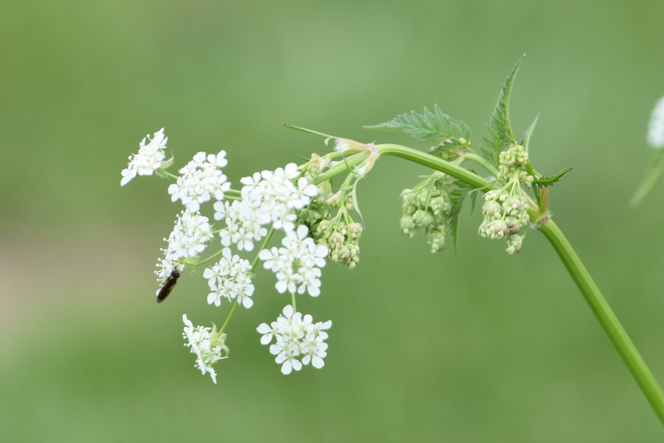 Fluitekruid met beestje - Planten - 