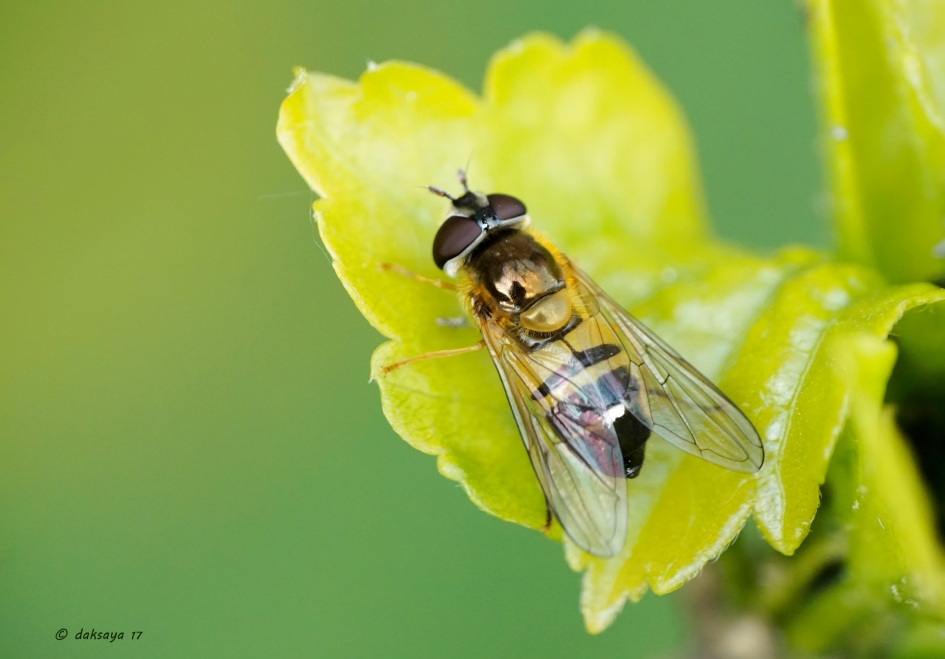 Fris groen - Geleedpotigen - 