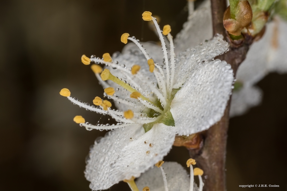 Frisse ochtend 2 - Planten - 