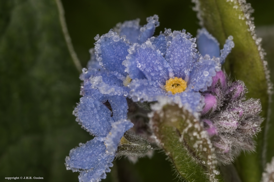 Frisse ochtend 3 - Planten - 