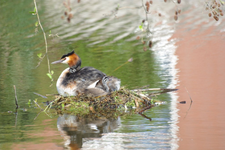 Fuut met haar jongen - Vogels - 
