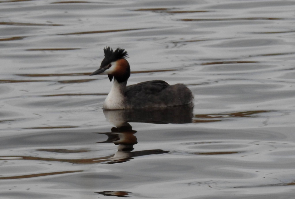 Fuut op het Twentekanaal - Vogels - Fuut