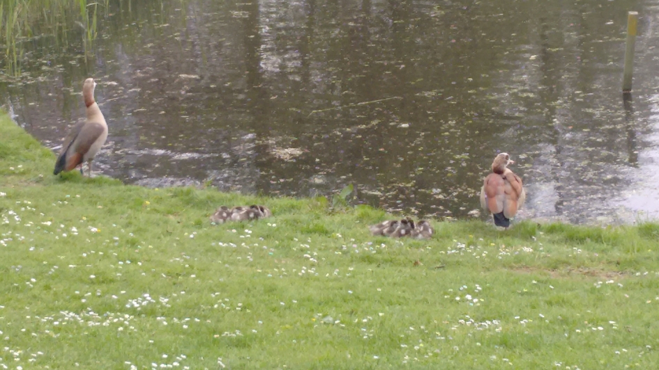 Ganzen met jongen - Vogels - 