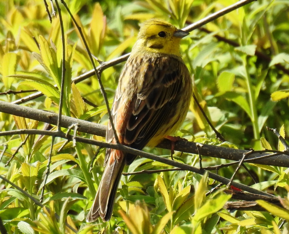 Geelgors - Vogels - Geelgors