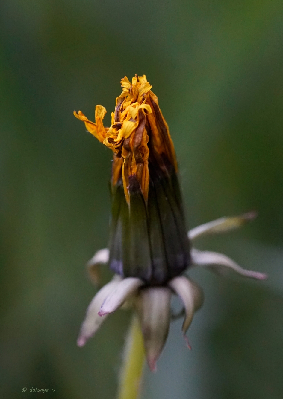 Geen onkruid - Planten - Paardenbloem