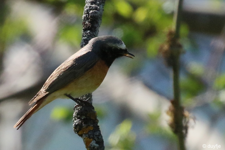 gekraagd - Vogels - gekraagde roodstaart